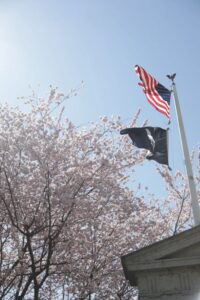 Tydings Memorial Park with War Memorial and Cherry Blossom tree in background