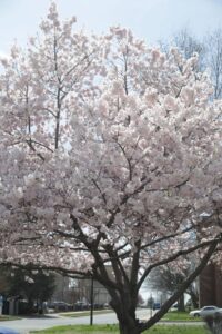 Cherry blossom tree in Veterans Park Havre de Grace