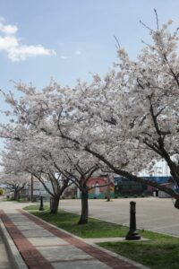 Cherry Blossom trees at Hutchins Park in Havre de Grace