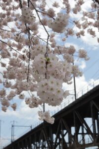 Cherry blossoms with Susquehanna Amtrak train bridge in back
