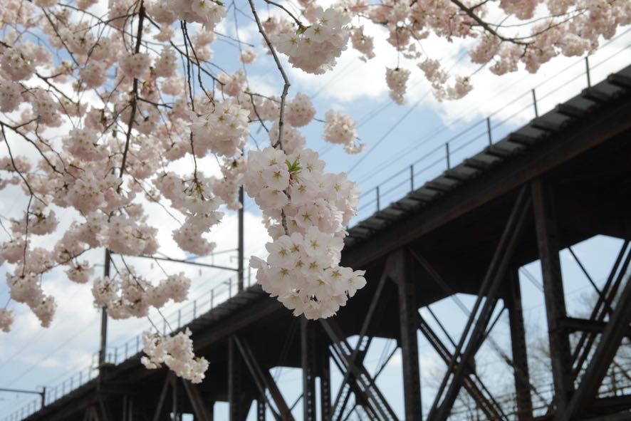 Cherry blossom tree with Susquehanna Amtrak train bridge