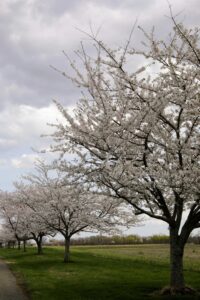 Cherry Blossoms at Swan Harbor Farm